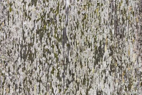 DSC2047 写真素材