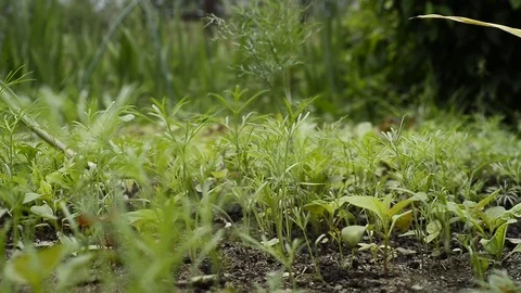 DSC8846 Stock Footage 110733092