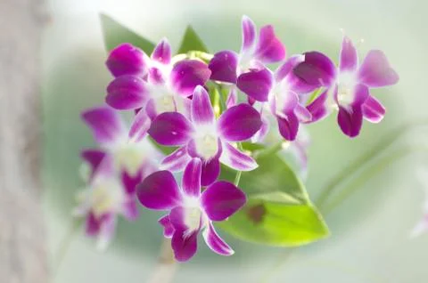  DSC9475 Stock Photos