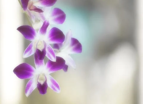  DSC9476 Stock Photos