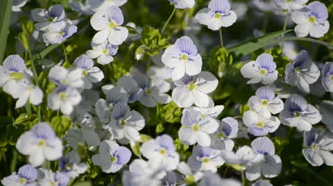 DSC_4182 動画素材 23304638