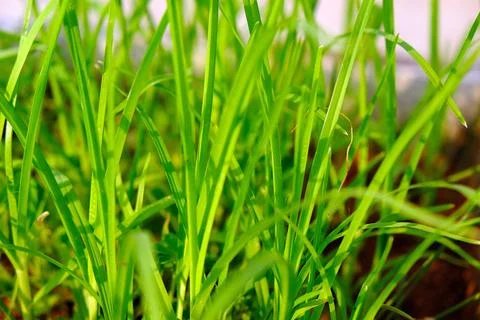 DSCF0025 Stock Photos