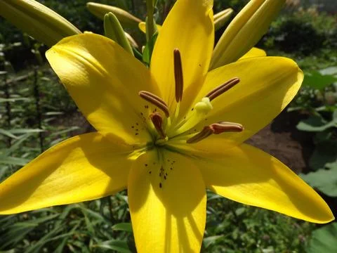 DSCF0069 库存照片