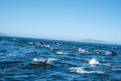 DSCF0947 Stock Photos