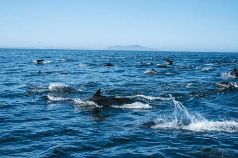 DSCF0950 Stock Photos