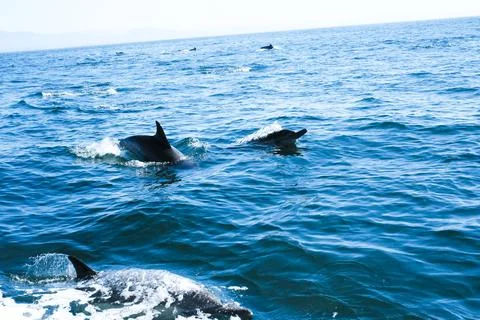 DSCF1007 Stock Photos