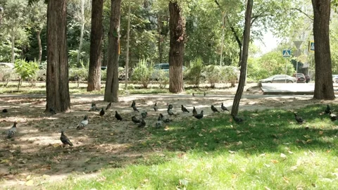 DSCF1049 Stock Footage 341075700