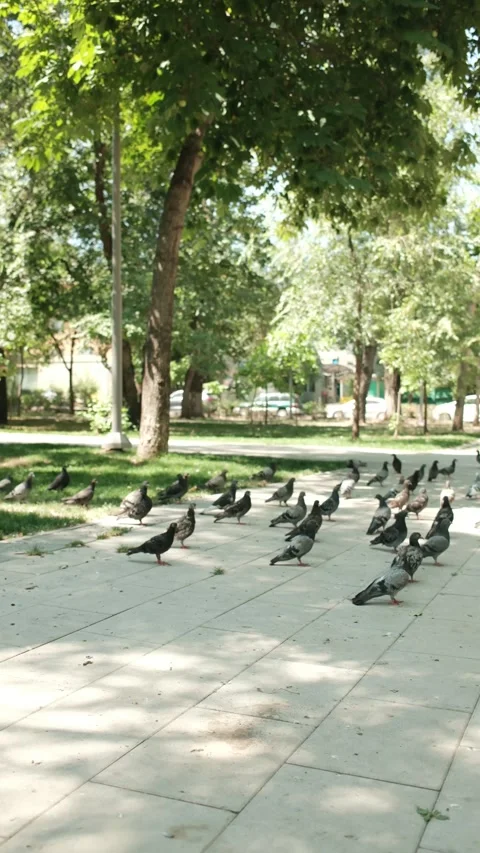 DSCF1054 Stock Footage 341076419