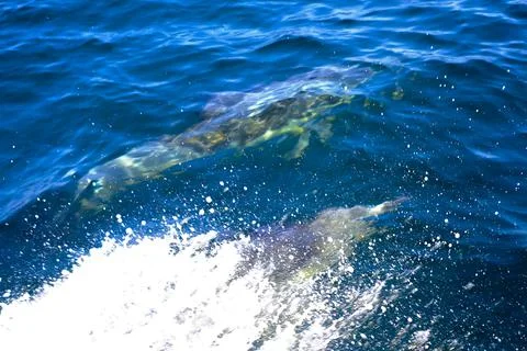 DSCF1196 Stock Photos