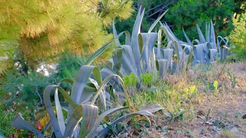 DSCF2575 Stock Footage 158492489