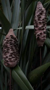 DSCF4776 Stock Photos