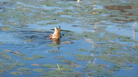 DSCF4880 Stock Footage 169774909