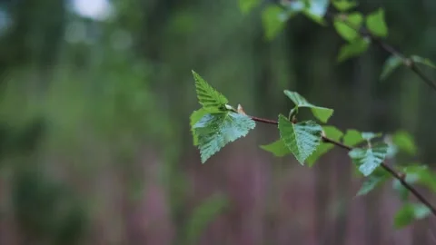 DSCF5165 20 Stock Footage 154188177