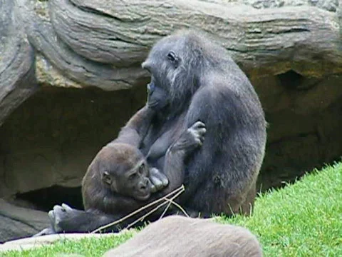 DSCF5180p5 Stock Footage 728932