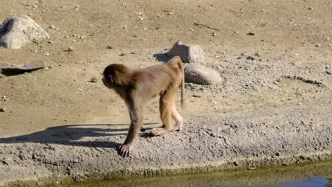 DSCF6913 6Young baboon and monkey walking near the small lake Stock Footage 151056441