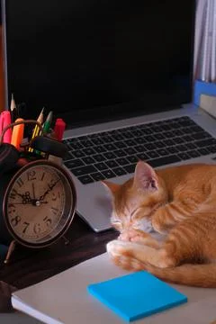 DSCF7740 Stock Photos