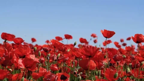 DSCF8108 Stock Footage 154420097
