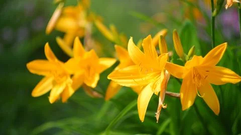 DSCF8901 Stock Photos