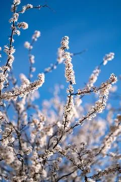 DSCF9214 写真素材