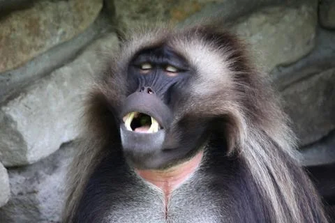 Dschelada (Männchen) Stock Photos