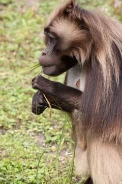 Dschelada (Männchen) Stock Photos