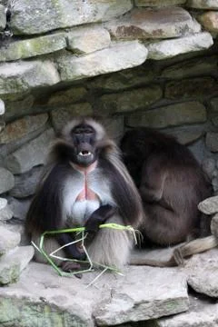 Dschelada (Männchen) Foto stock