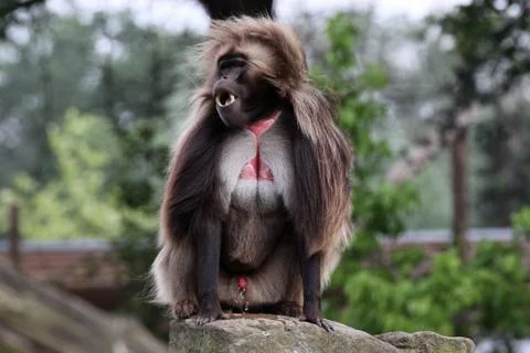 Dschelada (Männchen) Stock Photos