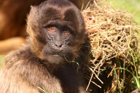 Dschelada oder Blutbrustpavian Stock Photos