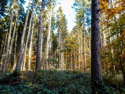 DSCN6696 Stock Photos