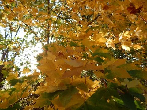 DSCN6699 Stock Photos