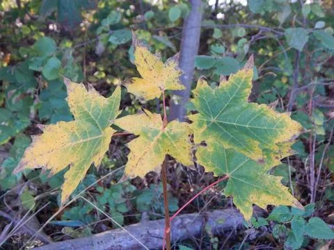 DSCN6702 Stock-Fotos