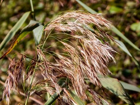 DSCN6705 Stock Photos