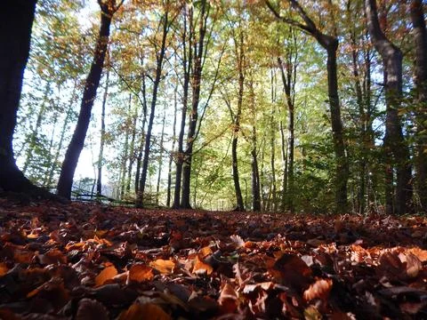 DSCN6715 Stock Photos