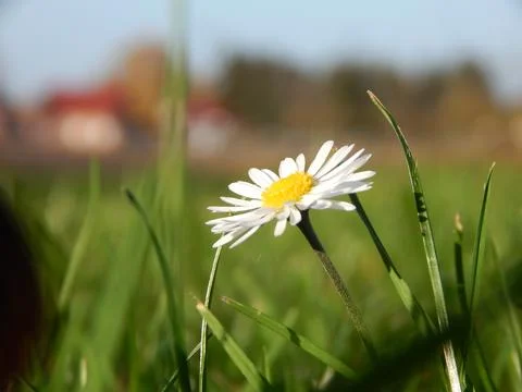 DSCN6726 Stock Photos