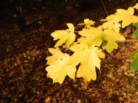 DSCN6728 Stock Photos