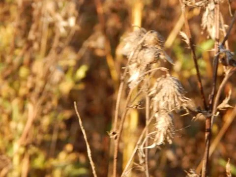 DSCN6731 Stock Photos