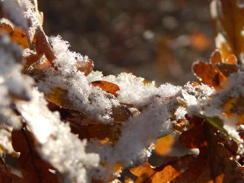 DSCN6753 Stock Photos