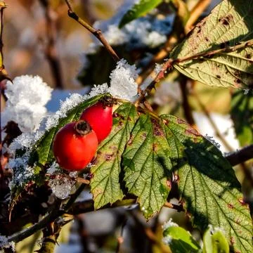 DSCN6760 Stock Photos