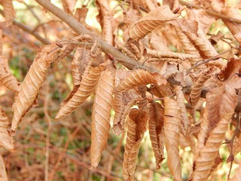 DSCN6848 Stock Photos