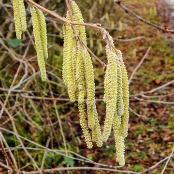 DSCN6855 Stock Photos