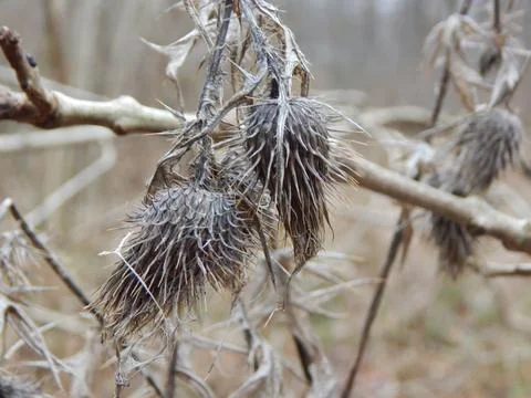 DSCN6888 Stock Photos