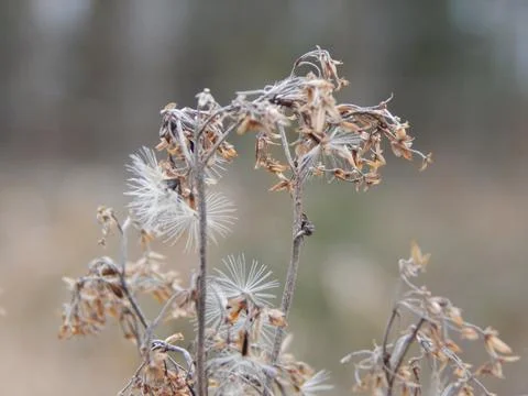 DSCN6892 Stock Photos