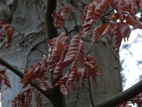 DSCN6897 Stock Photos