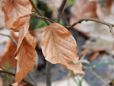 DSCN6926 Stock Photos