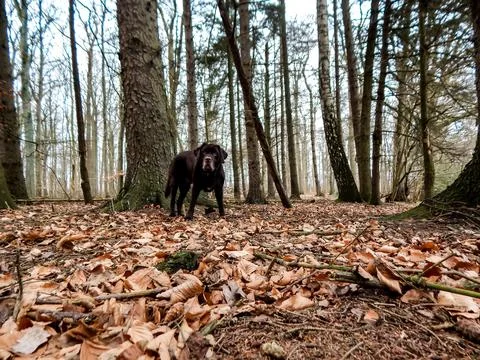 DSCN6930 Stock Photos