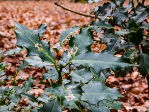 DSCN6933 Stock Photos