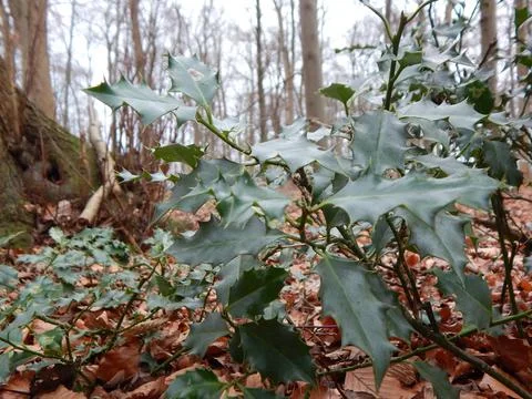 DSCN6934 Stock Photos