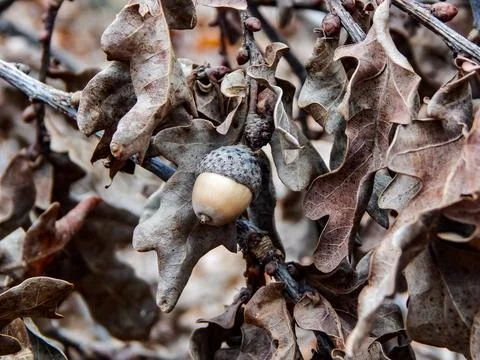 DSCN6938 Stock Photos