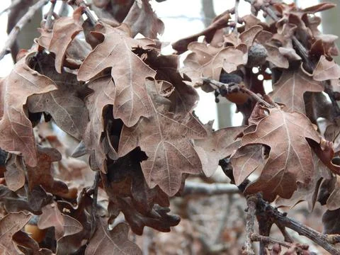 DSCN6940 Stock Photos