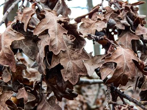 DSCN6940 Stock Photos